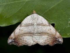 Sigdfly (Laspeyria flexula)