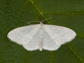 Blek urtemåler (Scopula floslactata)