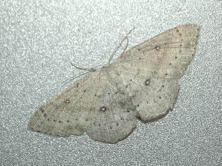 Bjørkeløvmåler (Cyclophora albipunctata) Bjørkeløvmåler (Cyclophora albipunctata)