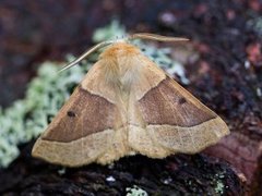 Scalloped Oak (Crocallis elinguaria)
