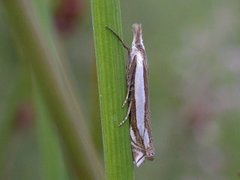 Beitenebbmott (Crambus pascuella)