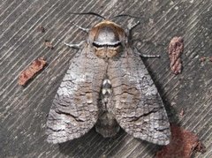 Goat Moth (Cossus cossus)