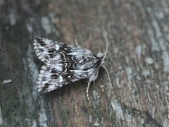 Toadflax Brocade (Calophasia lunula)