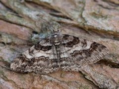 Ringed Carpet (Cleora cinctaria)