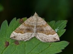 Shaded Broad-bar (Scotopteryx chenopodiata)