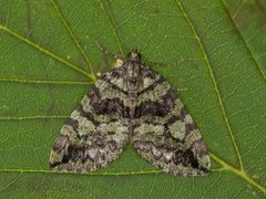 July Highflyer (Hydriomena furcata)