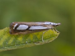 Treflekket nebbmott (Catoptria permutatella)