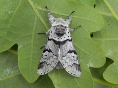 Grå gaffelstjert (Furcula bifida)