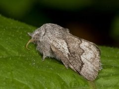 Pale Eggar (Trichiura crataegi)