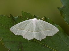 Light Emerald (Campaea margaritaria)