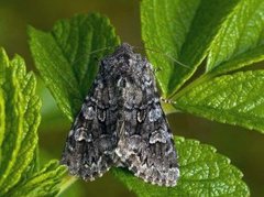 Glaucous Shears (Papestra biren)