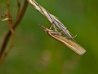 Okernebbmott (Agriphila tristella)