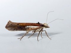 Ypsolopha parenthesella