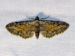 Tawny Speckled Pug (Eupithecia icterata)