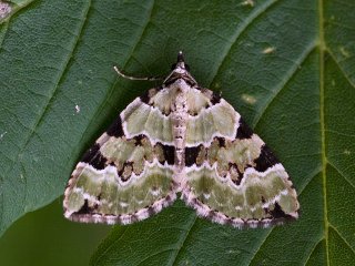 Svartflekket olivenmåler (Colostygia pectinataria)