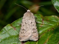 Pale Mottled Willow (Caradrina clavipalpis)