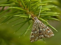 Flekkdammott (Elophila nymphaeata)