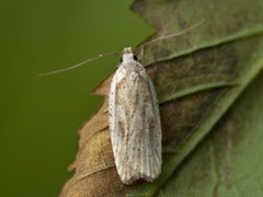 Agonopterix nervosa