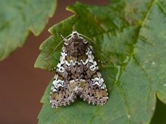 Flekkfly (Crypsedra gemmea)