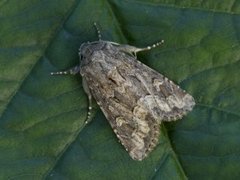 Flounced Rustic (Luperina testacea)