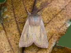 Small Wainscot (Denticucullus pygmina)