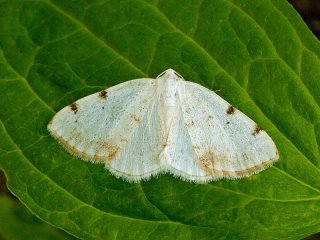 Toflekket hermelinmåler (Lomographa bimaculata)