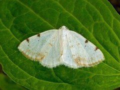 Toflekket hermelinmåler (Lomographa bimaculata)