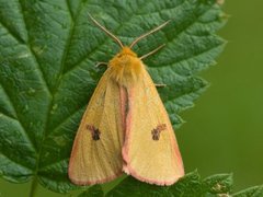 Clouded Buff (Diacrisia sannio)
