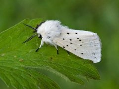 Punkttigerspinner (Spilosoma lubricipeda)