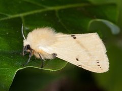 Gul tigerspinner (Spilarctia lutea)