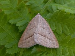 Brown Silver-line (Petrophora chlorosata)