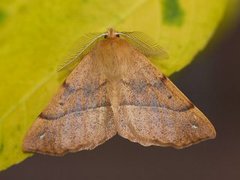 Feathered Thorn (Colotois pennaria)
