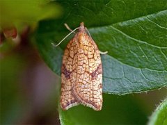 Nettflatvikler (Acleris rhombana)