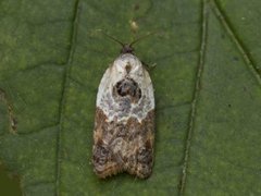 Marmorflatvikler (Acleris variegana)