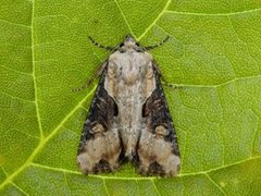 Double Lobed (Lateroligia ophiogramma)