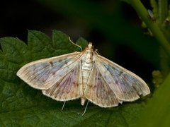 Mother of Pearl (Patania ruralis)