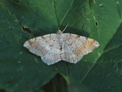 Furubuemåler (Macaria liturata)