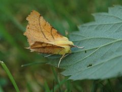 Canary-shouldered Thorn (Ennomos alniaria)