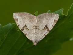 Ripsbuemåler (Macaria wauaria)