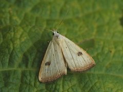 Straw Dot (Rivula sericealis)