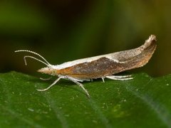 Leddvedsprellemøll (Ypsolopha dentella)