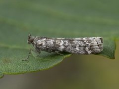 Grankonglesmalmott (Dioryctria abietella)