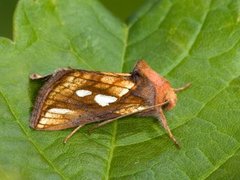 Langstreket metallfly (Plusia festucae)