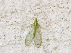 Gulløyer (Chrysopidae)