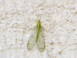 Gulløyer (Chrysopidae) Gulløyer (Chrysopidae)