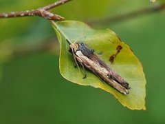 Svartkantkvistfly (Xylena vetusta)