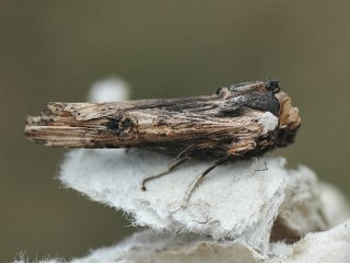 Ringkvistfly (Xylena exsoleta)