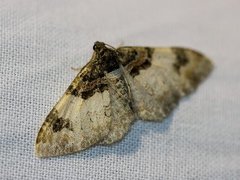 Royal Mantle (Catarhoe cuculata)
