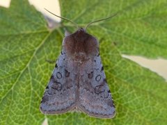 Red Chestnut (Cerastis rubricosa)