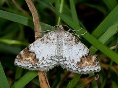 Blomer's Rivulet (Venusia blomeri)